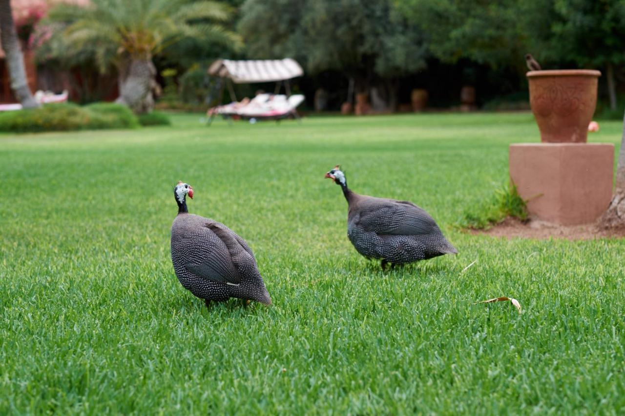 Dar Ayniwen Garden Hotel & Bird Zoo Marrakesh Exterior photo